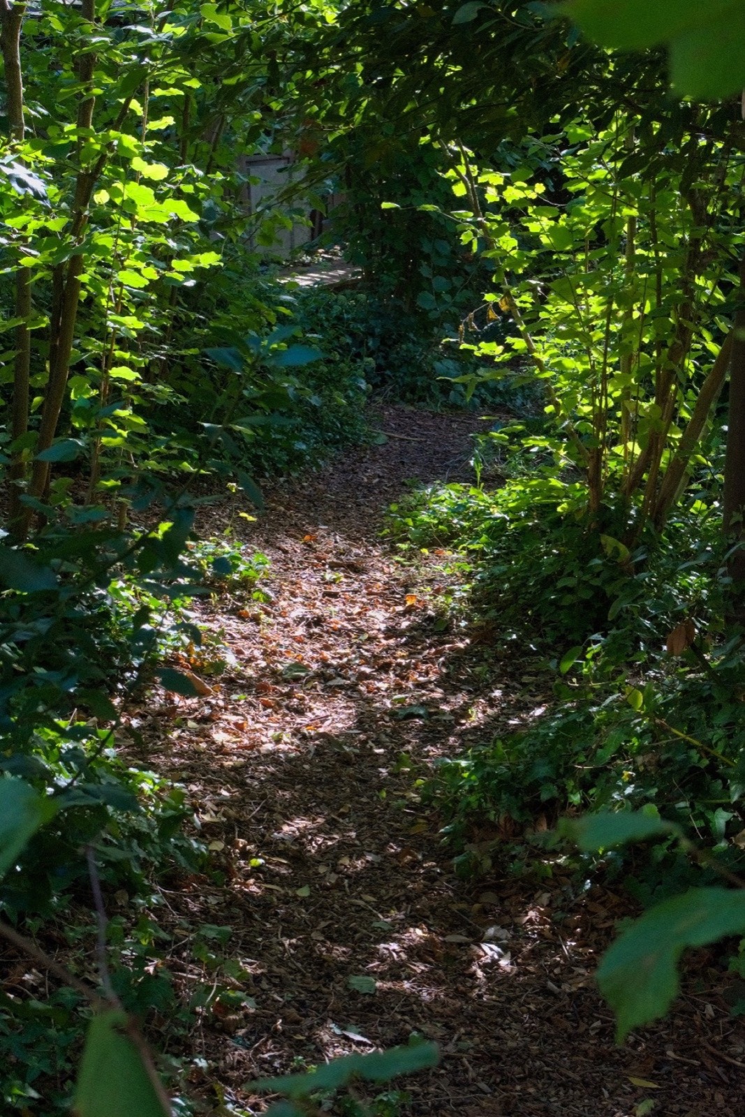 A path winding through hazel woodland in Montpelier, Bristol