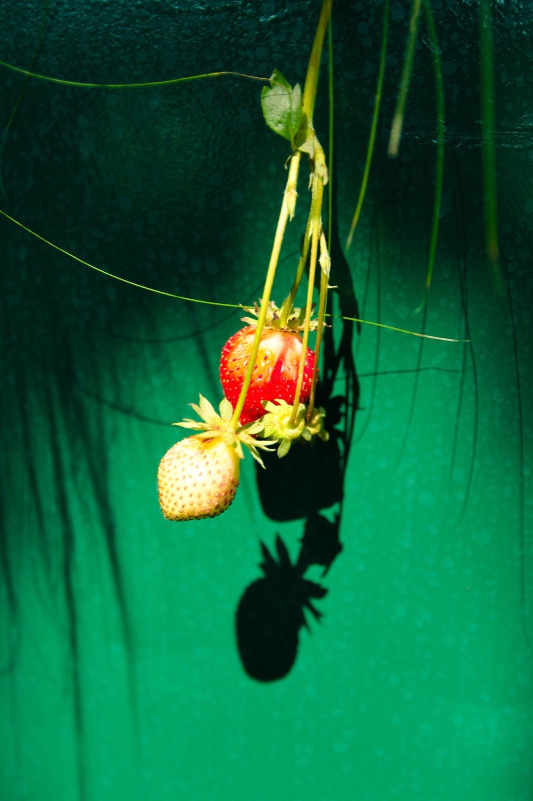 Strawberries hanging against a green planter at RHS Badminton