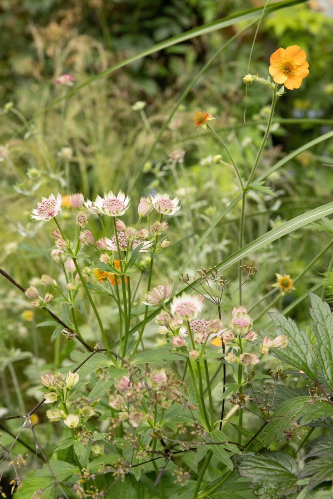 Layered planting at Richmond Rd, Bristol