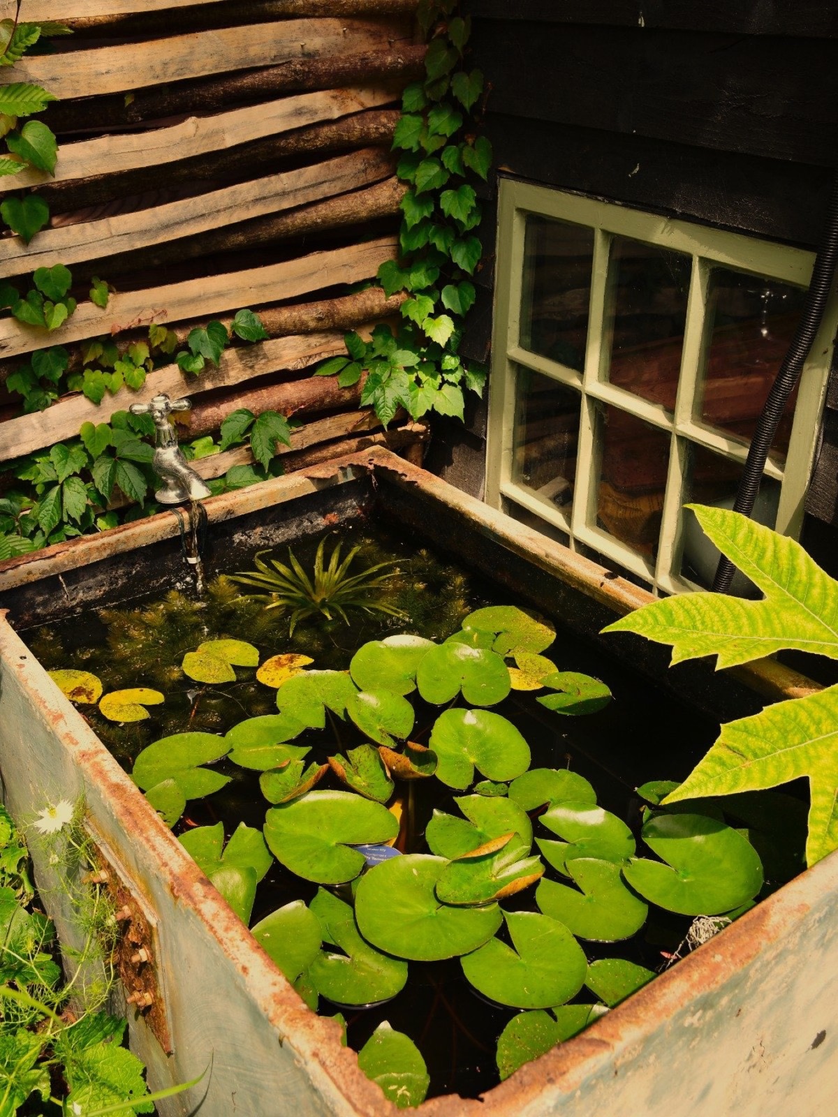 Water lilies in a raised steel pond at Richmond Rd, Bristol
