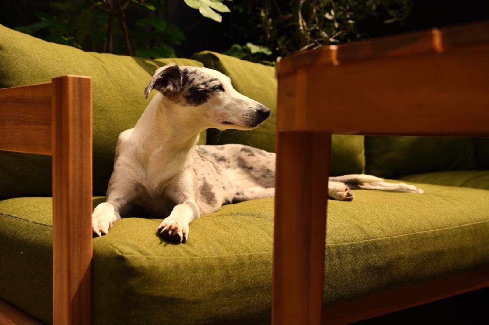 A whippet resting on a green garden sofa