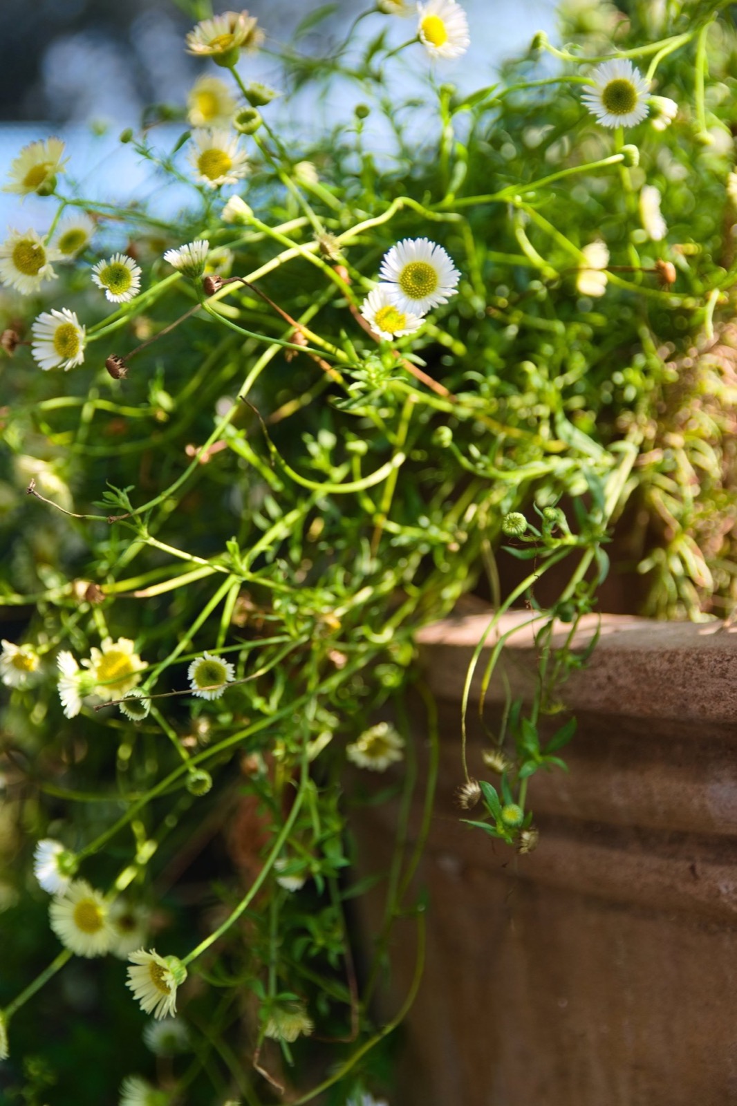 Daisies spilling from a terracotta pot